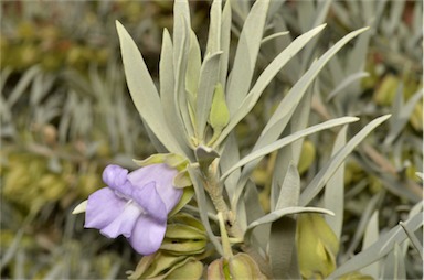 APII jpeg image of Eremophila recurva  © contact APII