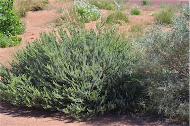 APII jpeg image of Eremophila resinosa  © contact APII