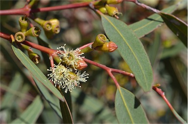 APII jpeg image of Eucalyptus percostata  © contact APII