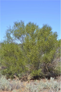 APII jpeg image of Acacia barattensis  © contact APII