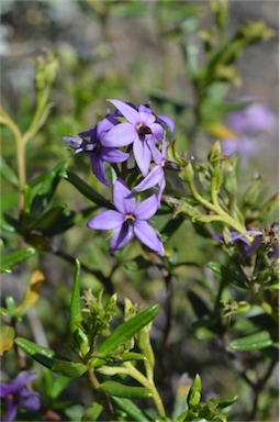 APII jpeg image of Halgania andromedifolia  © contact APII