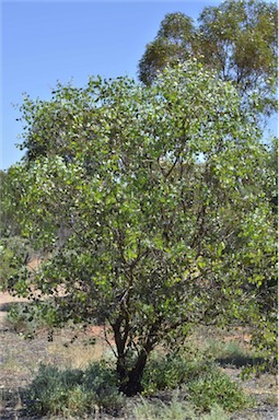 APII jpeg image of Eucalyptus orbifolia  © contact APII