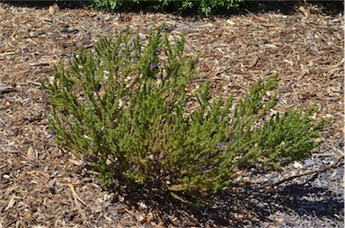 APII jpeg image of Eremophila pinnatifida  © contact APII