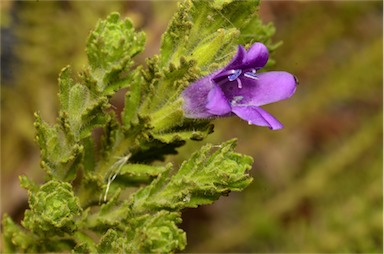 APII jpeg image of Eremophila pinnatifida  © contact APII