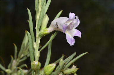 APII jpeg image of Eremophila pantonii  © contact APII