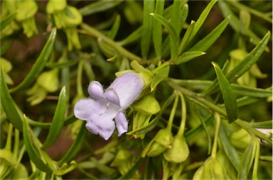 APII jpeg image of Eremophila gibsonii  © contact APII