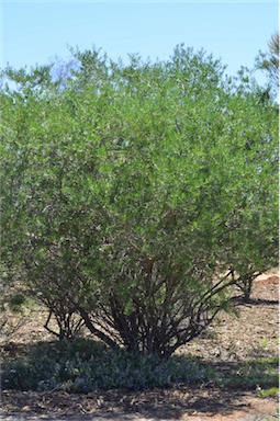 APII jpeg image of Eremophila alternifolia  © contact APII