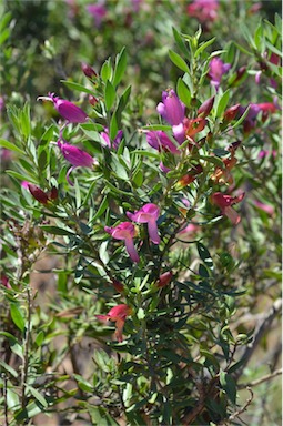 APII jpeg image of Eremophila glabra subsp. tomentosa  © contact APII