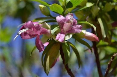 APII jpeg image of Eremophila lucida  © contact APII