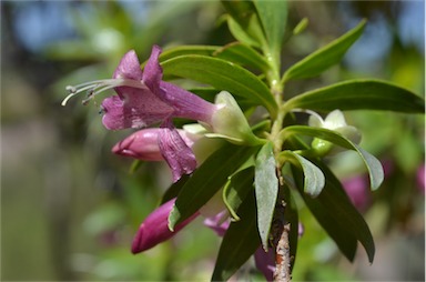 APII jpeg image of Eremophila lucida  © contact APII