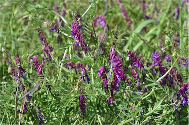 APII jpeg image of Vicia villosa subsp. eriocarpa  © contact APII