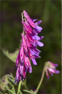 APII jpeg image of Vicia villosa subsp. eriocarpa  © contact APII