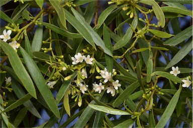 APII jpeg image of Myoporum platycarpum subsp. platycarpum  © contact APII