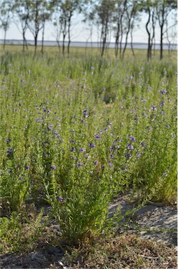 APII jpeg image of Stemodia florulenta  © contact APII