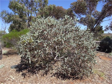 APII jpeg image of Eucalyptus pimpiniana  © contact APII