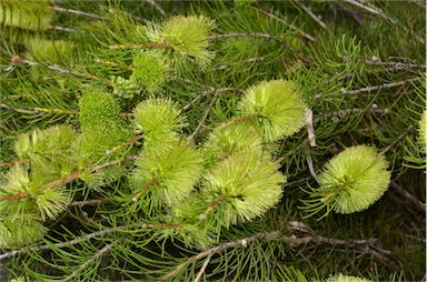 APII jpeg image of Callistemon pinifolius  © contact APII