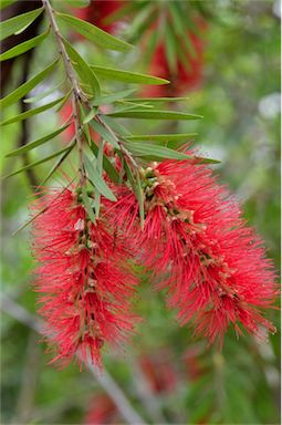 APII jpeg image of Callistemon  © contact APII