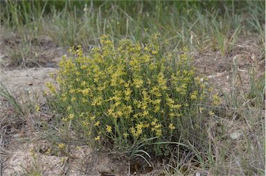 APII jpeg image of Pimelea curviflora var. sericea  © contact APII