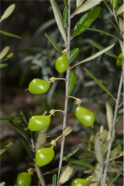 APII jpeg image of Hovea longipes  © contact APII