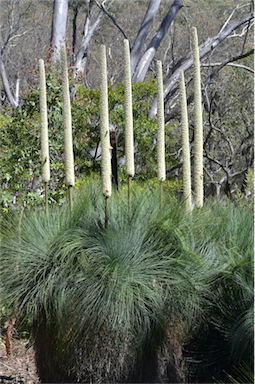 APII jpeg image of Xanthorrhoea glauca subsp. glauca  © contact APII