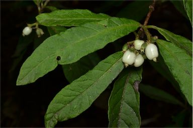 APII jpeg image of Psychotria sp. Mt Baldy  © contact APII