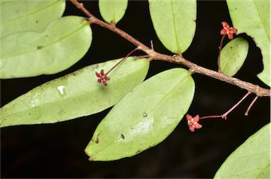 APII jpeg image of Hedraianthera porphyropetala  © contact APII