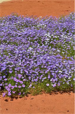 APII jpeg image of Brachyscome iberidifolia  © contact APII