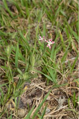 APII jpeg image of Silene gallica var. quinquevulnera  © contact APII