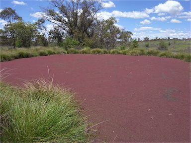 APII jpeg image of Azolla rubra  © contact APII