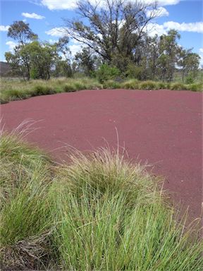 APII jpeg image of Azolla rubra  © contact APII