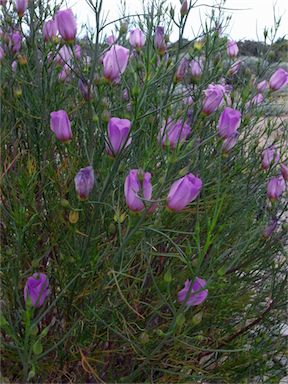 APII jpeg image of Alyogyne hakeifolia 'Melissa Anne'  © contact APII
