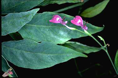 APII jpeg image of Hypoestes floribunda var. angustifolia  © contact APII