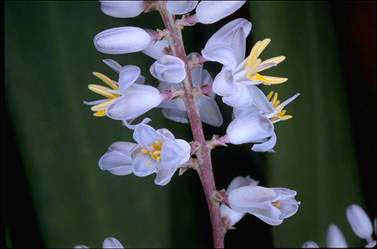 APII jpeg image of Cordyline congesta  © contact APII