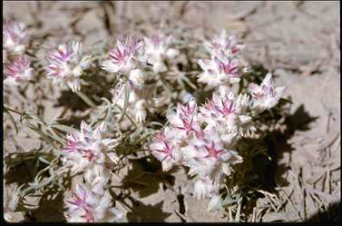 APII jpeg image of Gomphrena humilis  © contact APII