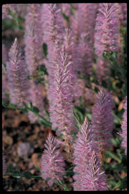 APII jpeg image of Ptilotus nobilis subsp. nobilis  © contact APII