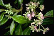 Parsonsia straminea