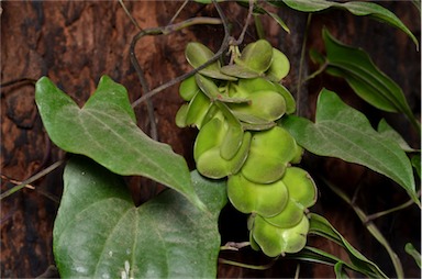 APII jpeg image of Dioscorea transversa  © contact APII