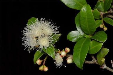 APII jpeg image of Syzygium paniculatum  © contact APII