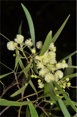 APII jpeg image of Acacia implexa  © contact APII