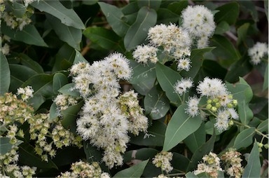 APII jpeg image of Angophora subvelutina  © contact APII