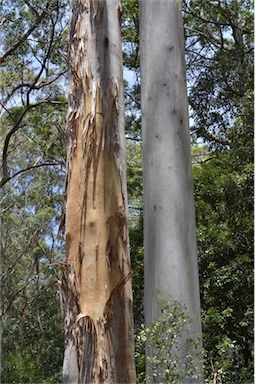 APII jpeg image of Eucalyptus grandis  © contact APII