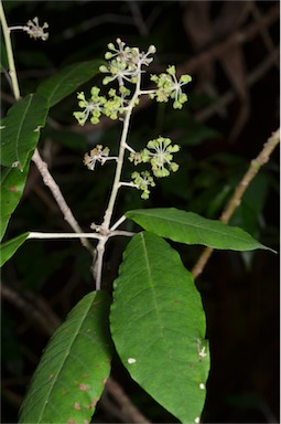 APII jpeg image of Astrotricha latifolia  © contact APII