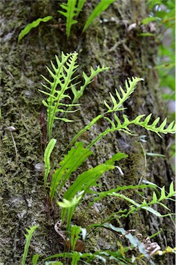 APII jpeg image of Microsorum scandens  © contact APII