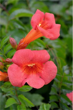 APII jpeg image of Campsis radicans  © contact APII