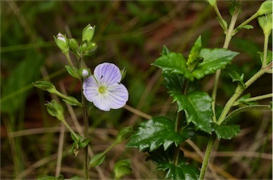 APII jpeg image of Veronica sobolifera  © contact APII