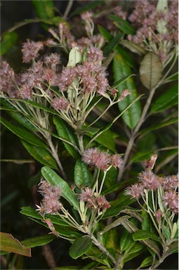 APII jpeg image of Olearia oppositifolia  © contact APII