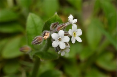 APII jpeg image of Myosotis australis  © contact APII