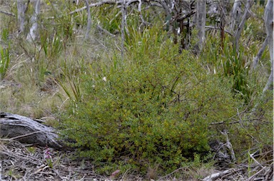 APII jpeg image of Persoonia acuminata  © contact APII