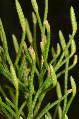 APII jpeg image of Lycopodium deuterodensum  © contact APII