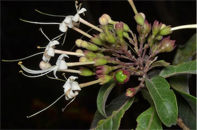 APII jpeg image of Clerodendrum tomentosum  © contact APII